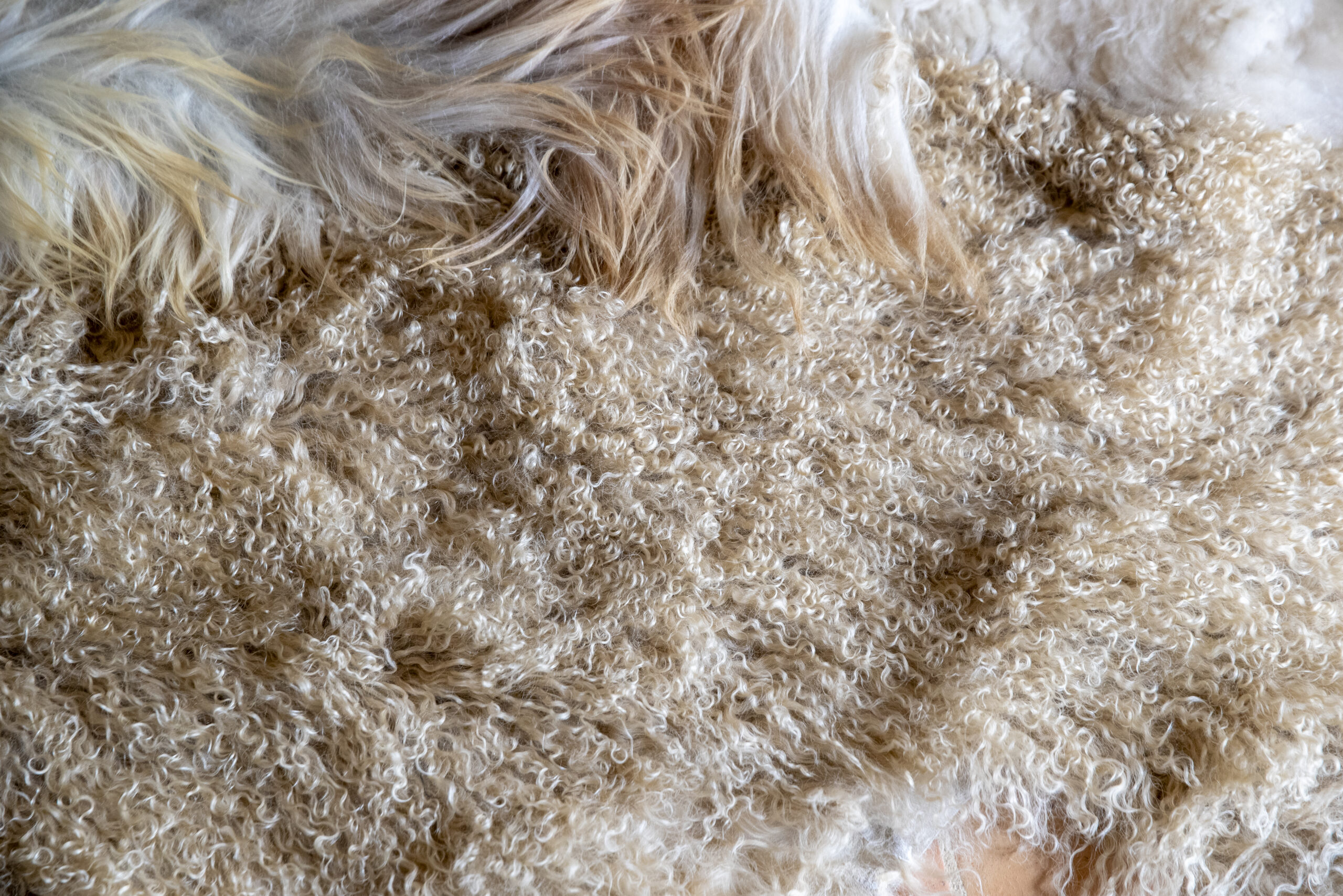 papier peint XL joli jour paris