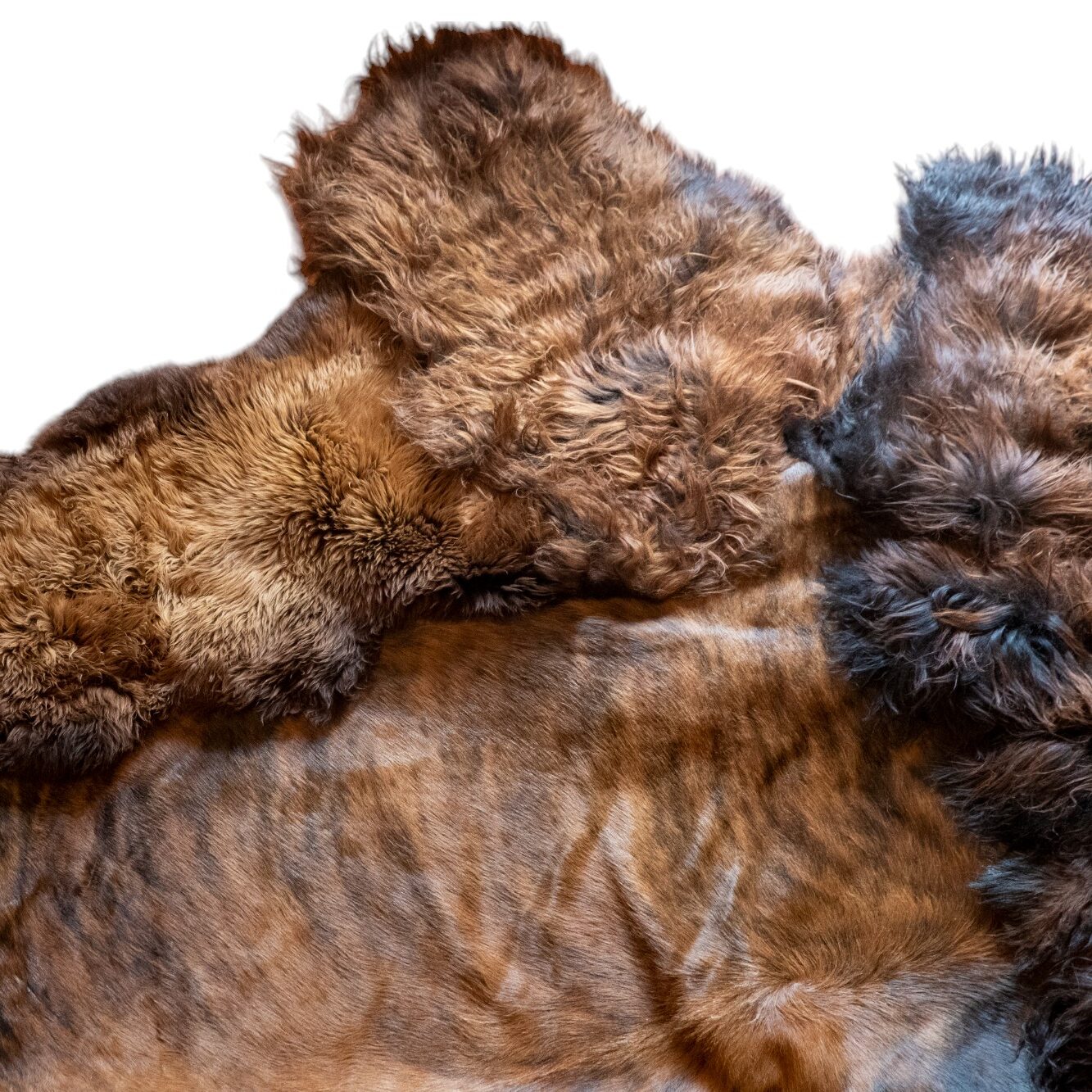 Grand Nutcracker rug by Carine Boxy