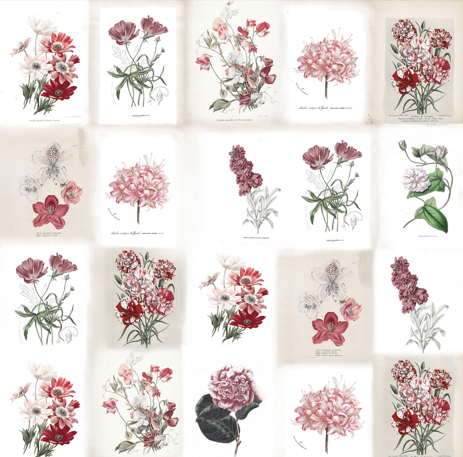 Wallpaper XL no. 7 - Vienna Herbarium